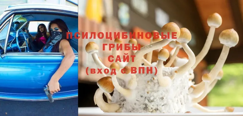 Галлюциногенные грибы Cubensis  Стерлитамак 